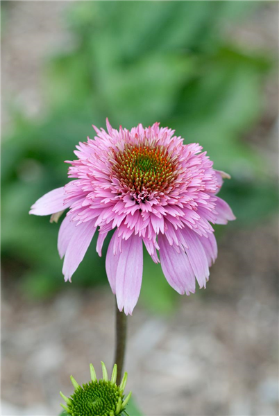 Echinacea purpurea Razzmatazz