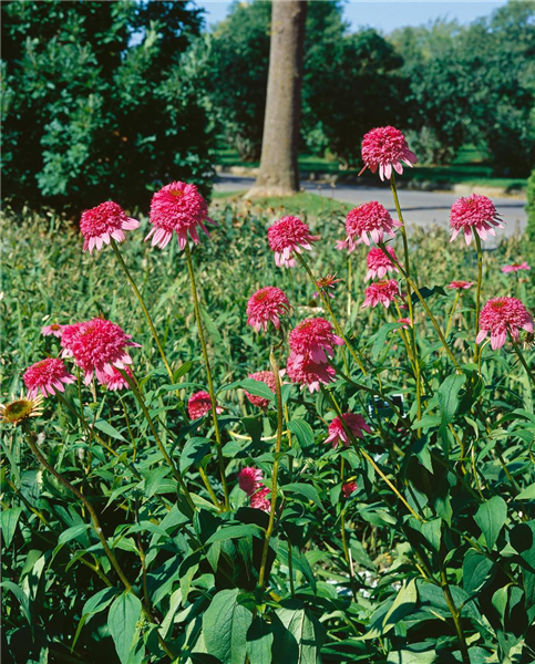 Echinacea purpurea Razzmatazz