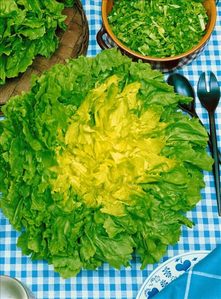 Endiviensalat WINTER