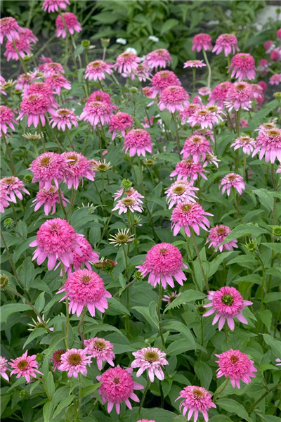 Echinacea purpurea Razzmatazz