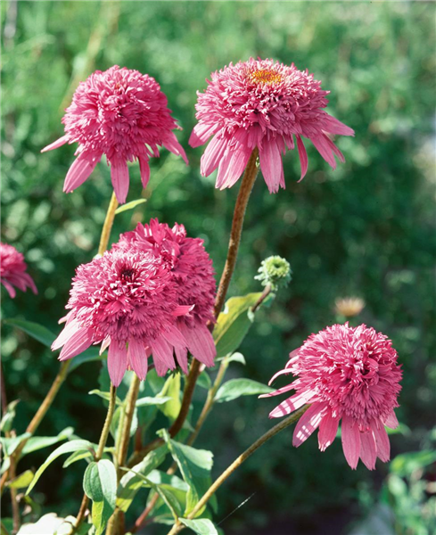 Echinacea purpurea Razzmatazz