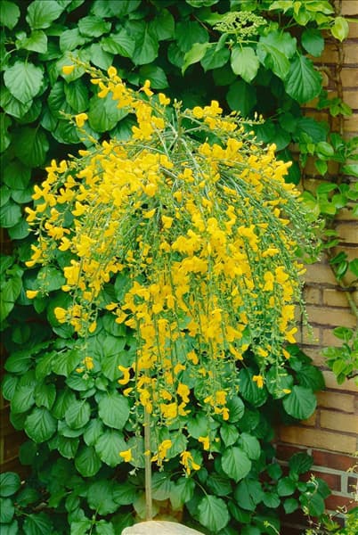 Cytisus Golden Tears