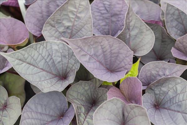 Ipomoea batatas