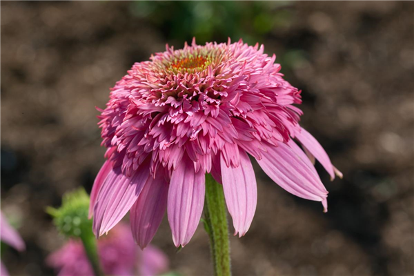 Echinacea purpurea Razzmatazz