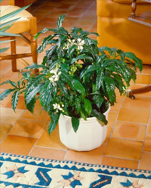 Clerodendrum wallichii