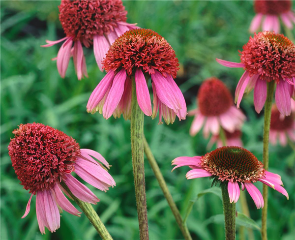 Echinacea purpurea Razzmatazz