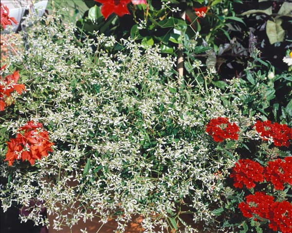 Euphorbia hypericifolia Diamond Frost