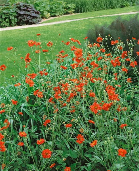 Geum chiloense Mrs. Bradshaw