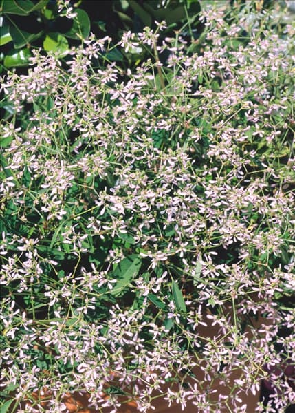 Euphorbia Diamond Frost rosa