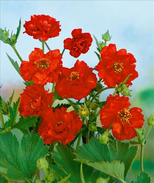 Geum chiloense Mrs. Bradshaw
