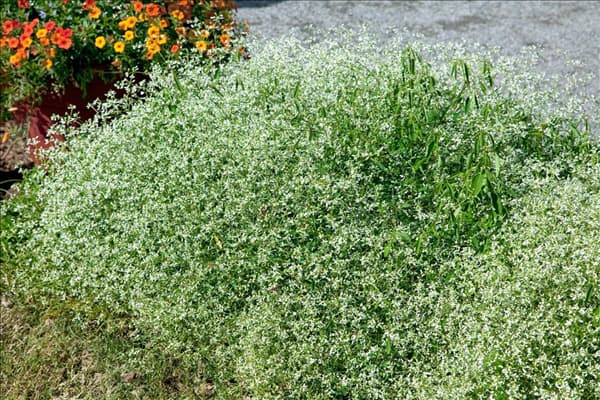 Euphorbia Diamond Frost