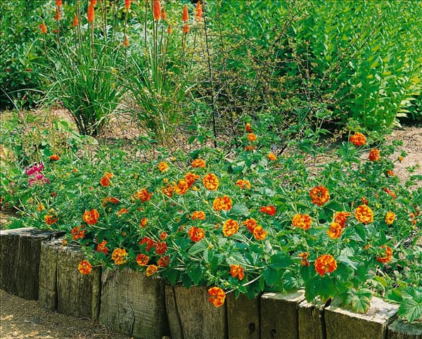 Geum chiloense Princess Juliana