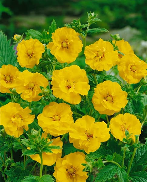 Geum chiloense Lady Stratheden