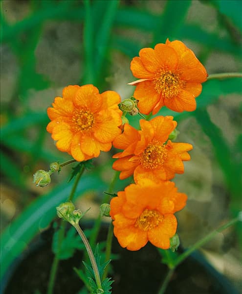Geum chiloense Princess Juliana