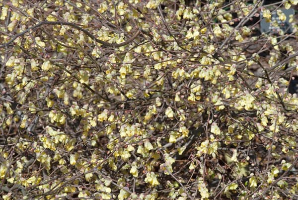 Corylopsis pauciflora