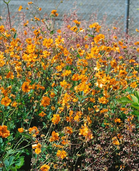 Geum chiloense Mrs. Bradshaw