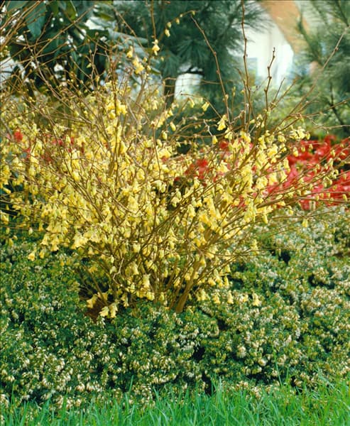 Corylopsis pauciflora