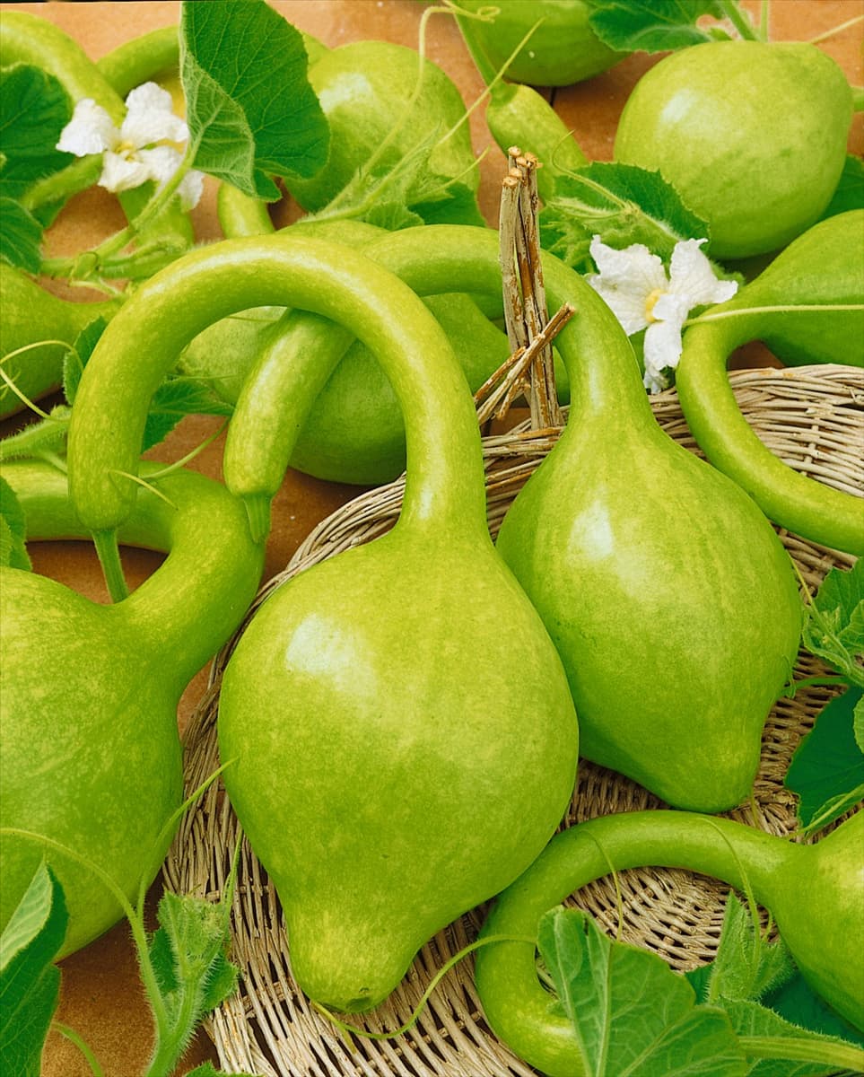 Kürbis / Lagenaria siceraria Lopotök