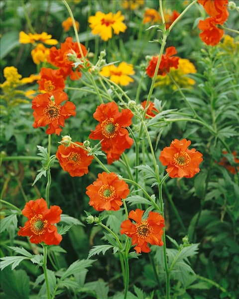 Geum chiloense Mrs. Bradshaw