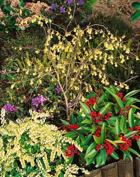 Corylopsis pauciflora