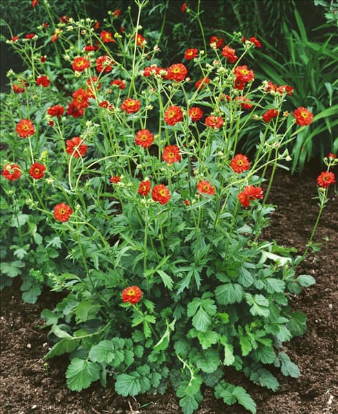 Geum chiloense Mrs. Bradshaw