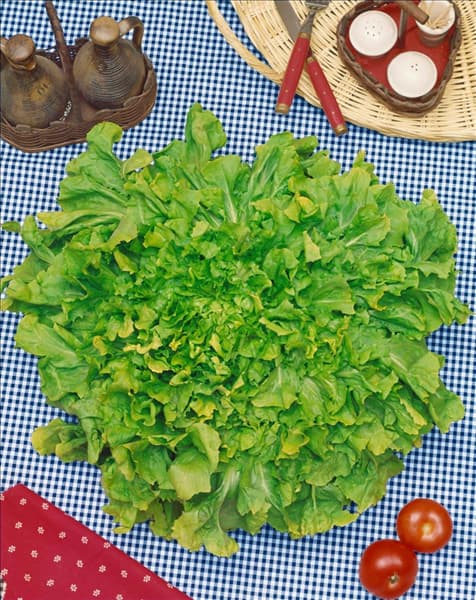 Endiviensalat GRÜNER ESC