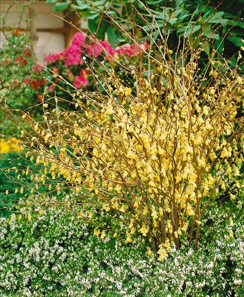 Corylopsis pauciflora