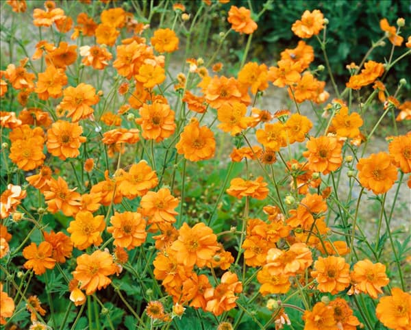 Geum chiloense Princess Juliana