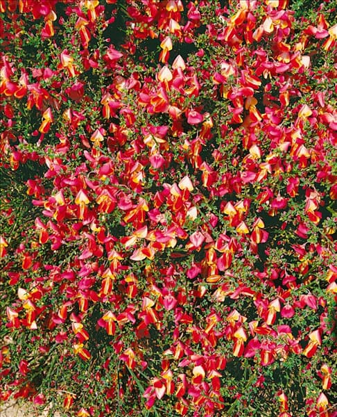 CYTISUS GOLDFINCH