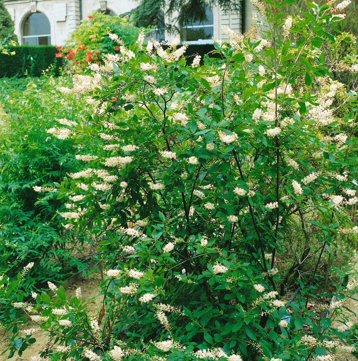 CLETHRA ALNIFOLIA