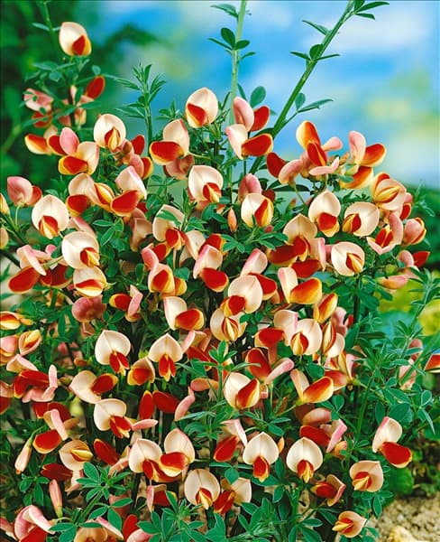 Cytisus Goldfinch