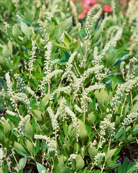 Clethra alnifolia Hummingbird