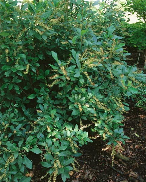 CLETHRA ALNIFOLIA