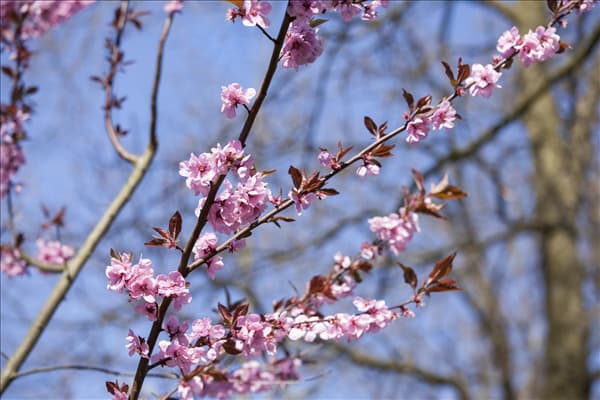 Prunus