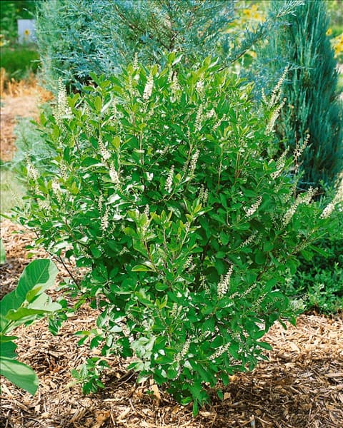 CLETHRA ALNIFOLIA HYLLA