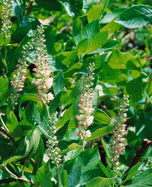Clethra alnifolia Hookie Pink