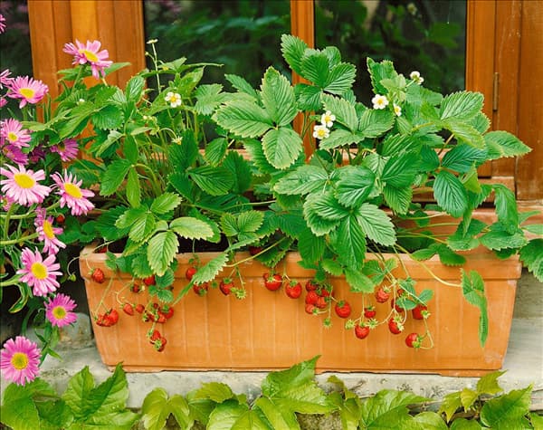 Fragaria vesca var. hortensis