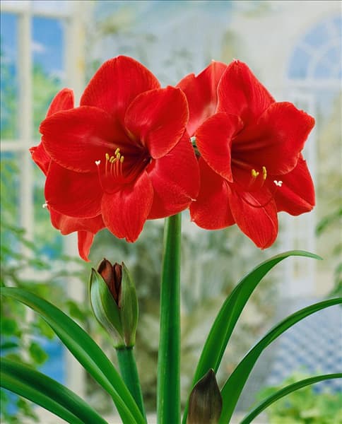 Amaryllis Amigo