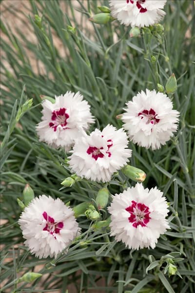 Dianthus Devon Cottage™ Series Bright Eyes