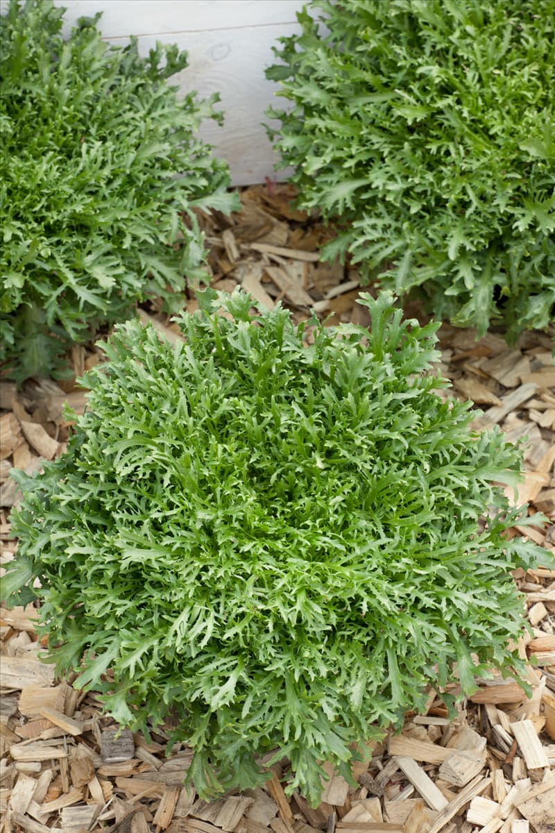 Cichorium endivia var. crispum Lorie
