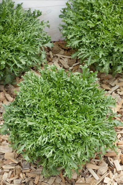 Cichorium endivia var. crispum