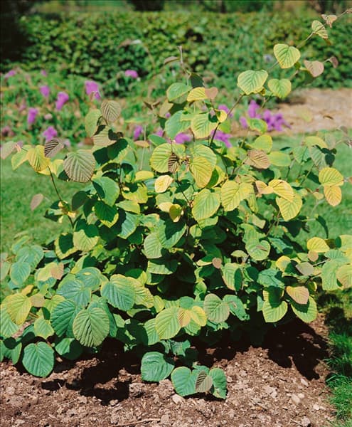 Corylopsis spicata