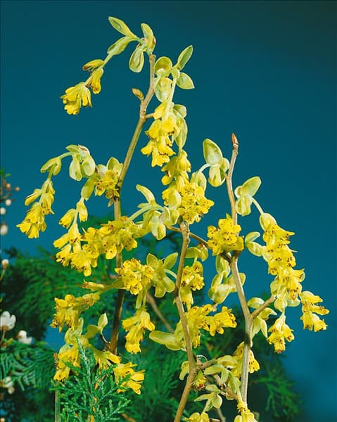 Corylopsis spicata