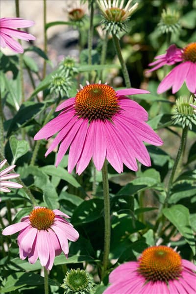 Echinacea purpurea Sombrero