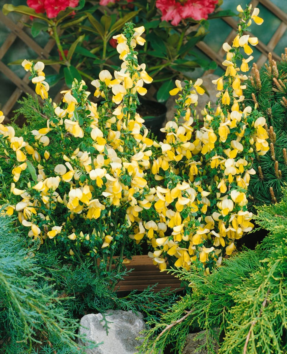 CYTISUS LUNA