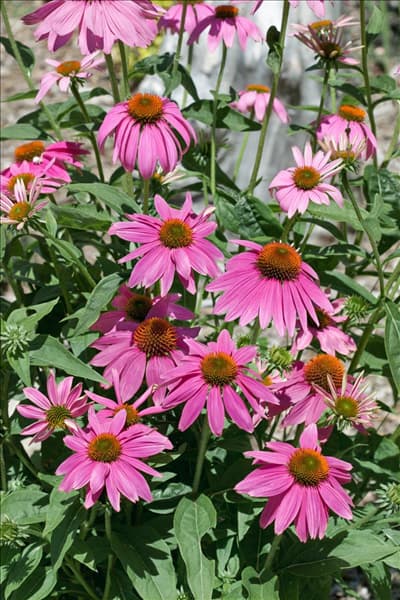 Echinacea purpurea Sombrero
