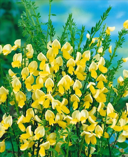 Cytisus Luna