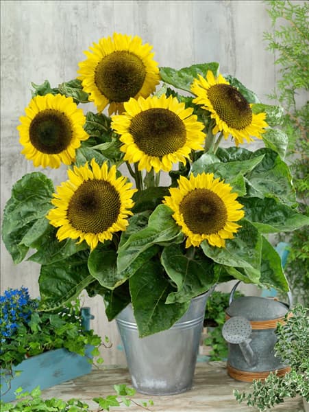 Helianthus annuus Sunrich Lemon F1
