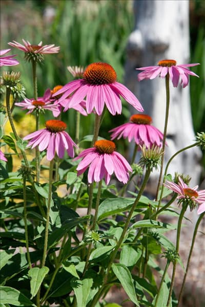 Echinacea Sombrero