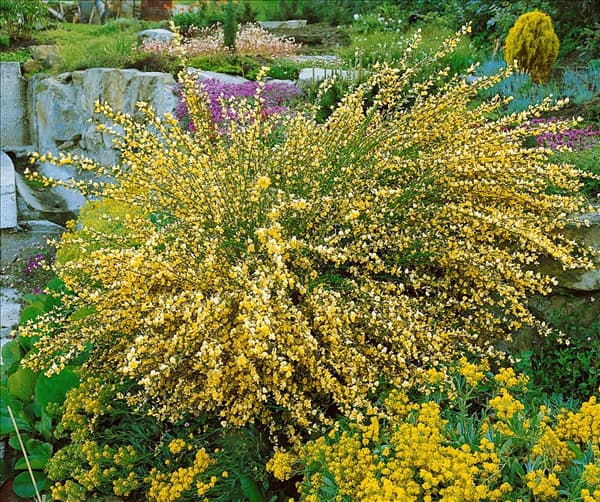 CYTISUS LUNA